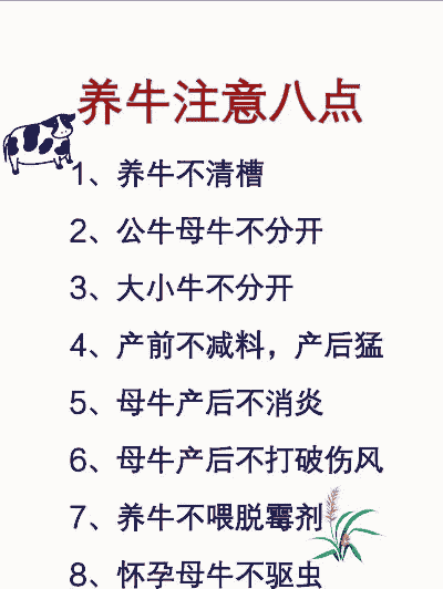 养牛有什么技术