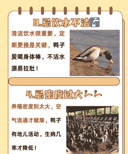 养鸭子要注意什么