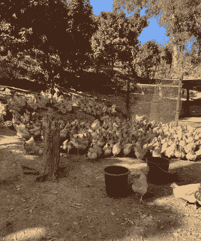 果园养殖什么最赚钱