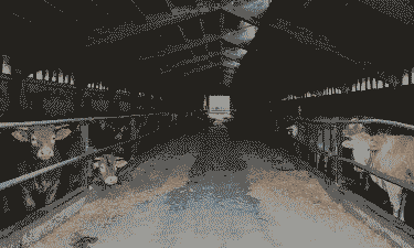 牛舍冬季地面铺什么