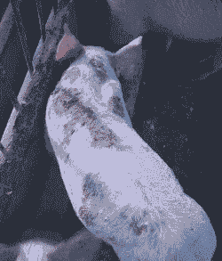 小猪身上发黄是什么病