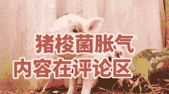 猪胀气是什么原因