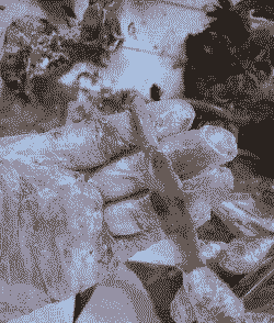 肉鸡腿软是什么病