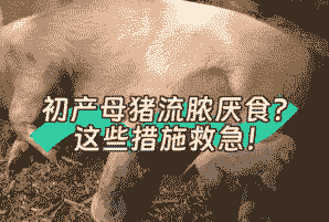 母猪厌食是什么原因