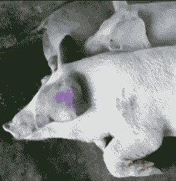 猪耳朵紫是什么病