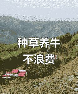 种草养牛为什么不可行