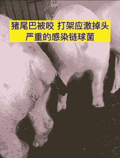 小猪烂尾巴是什么原因