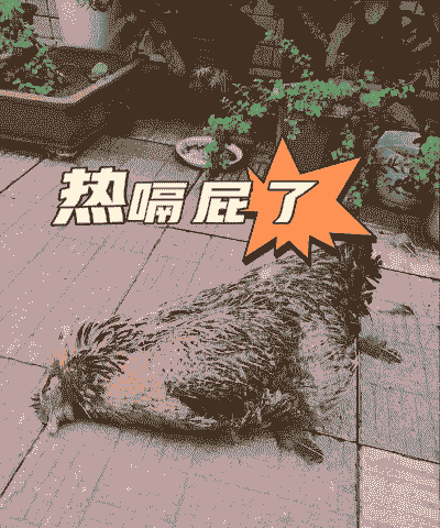 鸡夏天高热是什么情况