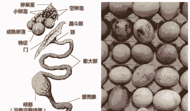 蛋鸡输卵管炎下什么蛋