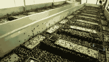 小空间养殖什么赚钱