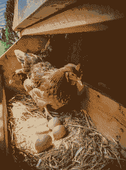 母鸡吃什么能多下蛋