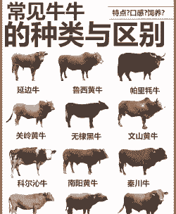 牛有什么牛