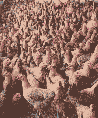 养殖什么最好养殖