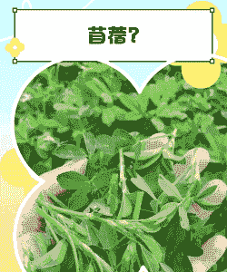 苜蓿什么时候种