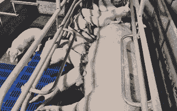 母猪产后风扇降温