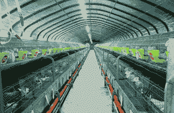 养殖什么有前景