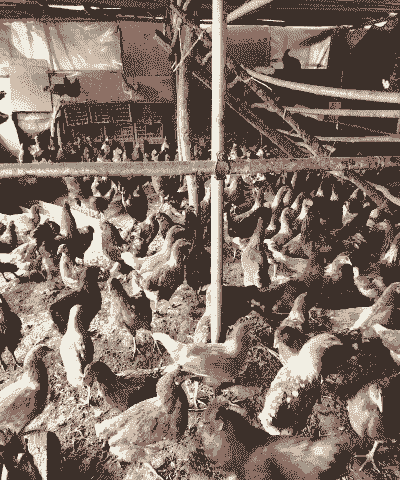 什么是特色养殖