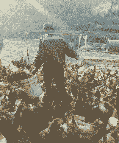 在山区养殖什么好