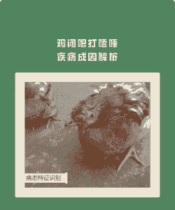 鸡闭眼什么病