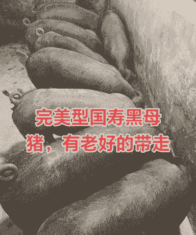 什么种母猪好