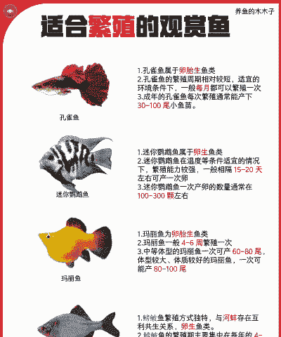 什么观赏鱼繁殖