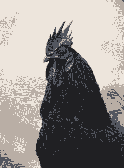 黑色的鸡叫什么鸡