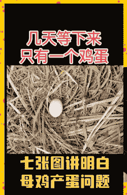 不产蛋为什么