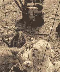 农村喂兔子什么