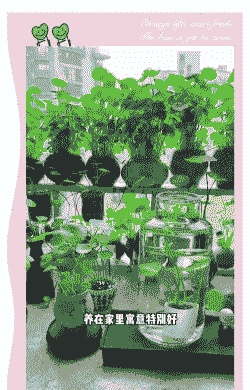 室内养殖什么赚钱