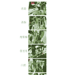 青椒什么时候种