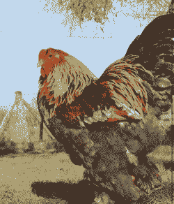 什么鸡长得最快