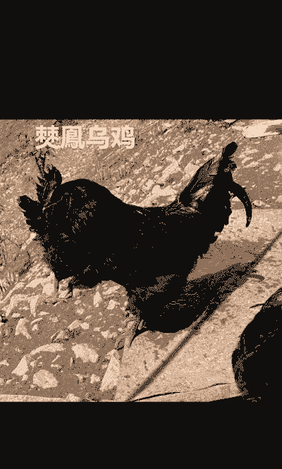 祖代鸡是什么意思