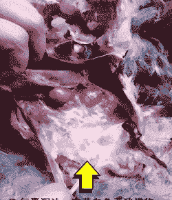 鸡的气囊是什么