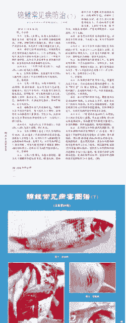 锦鲤会得什么病