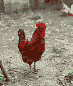 什么公鸡长的快