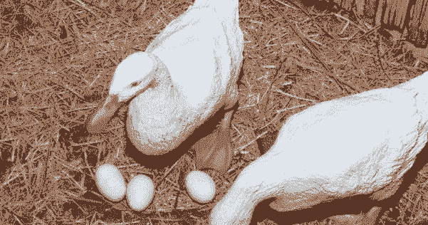 什么鸭子下蛋多