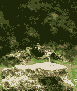 江西有什么动物