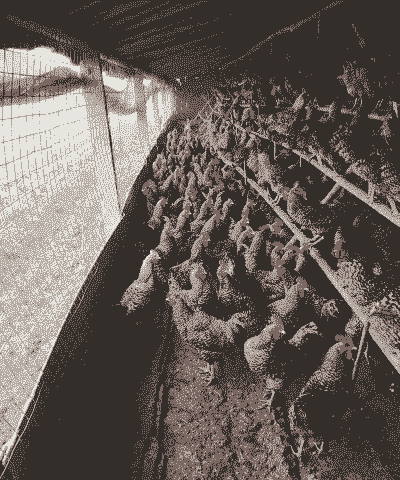 江苏养殖什么好