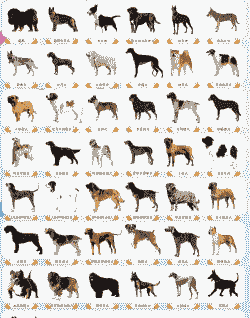 繁殖什么狗品种