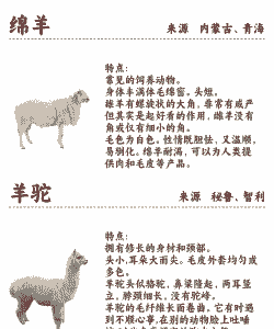 山羊有什么特点