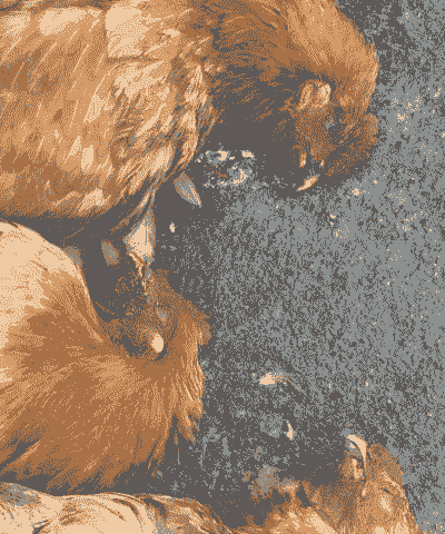 鸡新城疫是什么