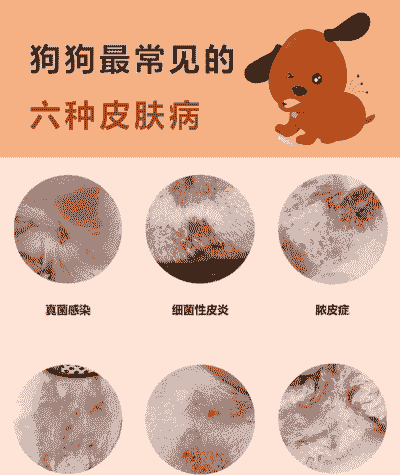狗得了什么皮肤病