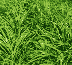 黑麦草是什么草