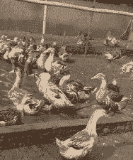 养什么品种的鸭好