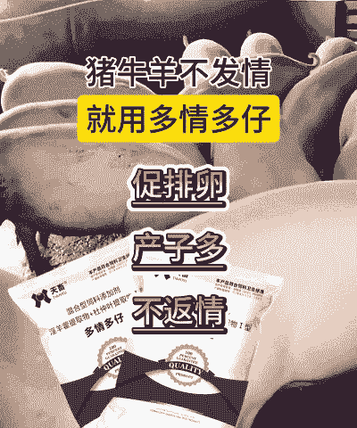 母猪用什么饲料