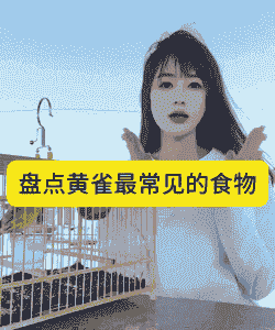 黄雀鸟吃什么