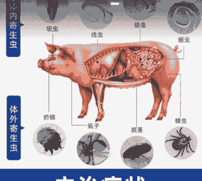 为什么猪要驱虫