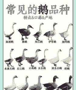 养鹅什么品种好