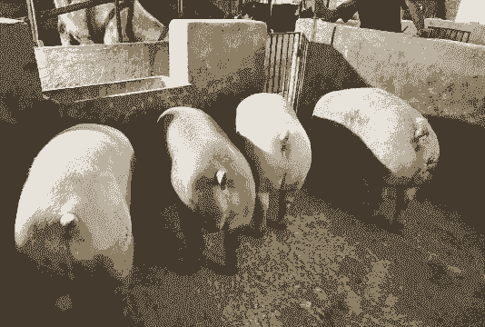 养猪养什么猪好