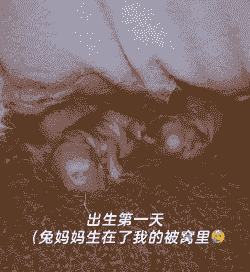 兔子为什么流产